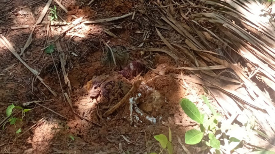 Mais ossadas humanas são encontradas em região de mata no Pirineu.