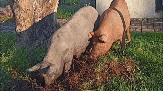 Bairros de VG enfrentam problemas com porcos soltos e lixo nas ruas.