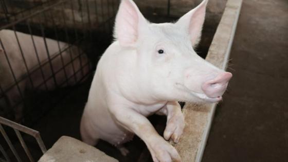 Produtores rurais têm até 31 de maio para atualizar informações sobre rebanhos em MT