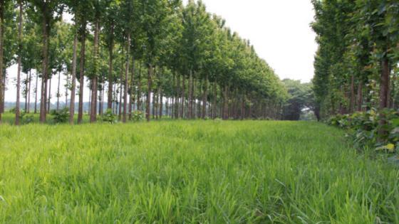 Madeira de valor e boi no pasto: sistema aumenta lucro sem abandonar a pecuária