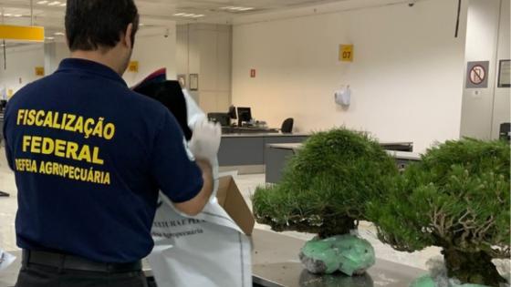 Vigiagro apreende bonsais importados irregularmente no Aeroporto de Guarulhos