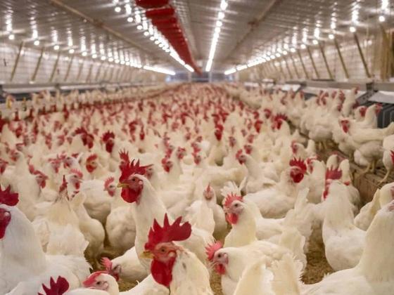 Ministério da Agricultura afirma que medidas de emergência estão sendo cumpridas e que não há risco para o comércio ou consumo de alimentos