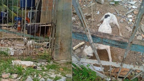 Homem é preso por manter cães amarrados e famintos em VG.