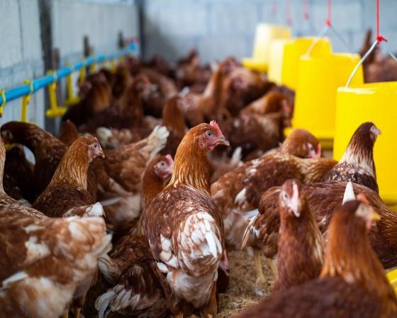 Ministério da Agricultura atualizou números e confirmou nessa quinta (22) 12 casos suspeitos no país, com limpezas em áreas afetadas