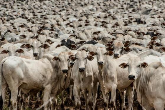 MT conquista status internacional de zona livre de febre aftosa sem vacinação