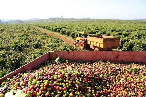 Conselho Monetário Nacional aprova recursos do Funcafé para apoiar produtores de café no país