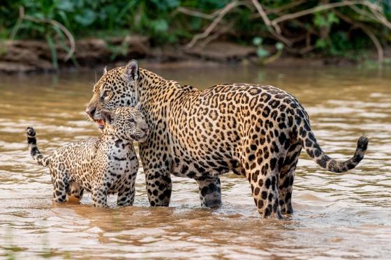 Documentário da Netflix acompanha onças-pintadas em Poconé