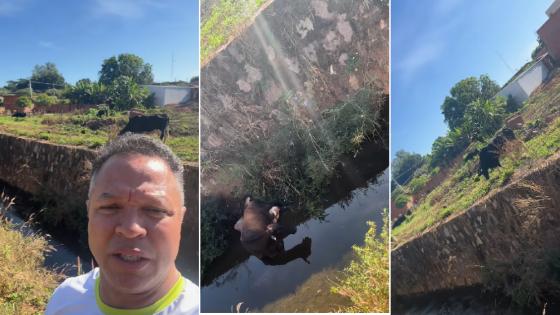 Prefeito de Rondonópolis flagra gado ferido em canal: “Pessoal solta de qualquer jeito”.