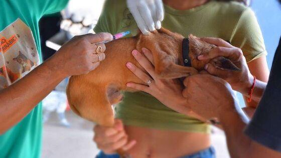 Vacinação contra a raiva animal começa segunda-feira em VG.