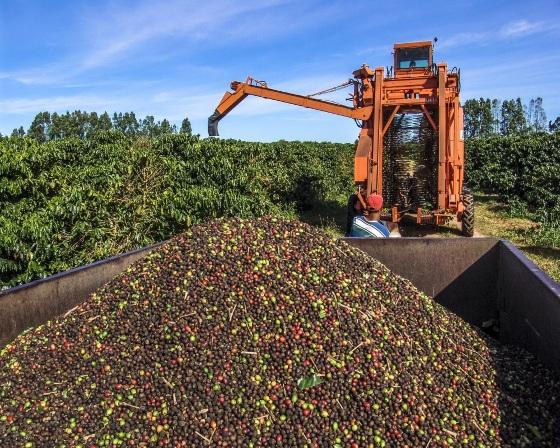 Verba será usada para custeio, comercialização e compra de café