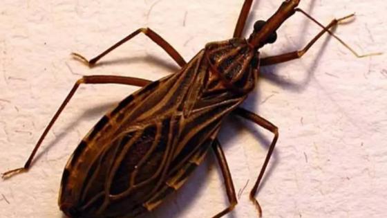 VG registra dois novos casos de Doença de Chagas em 2025.