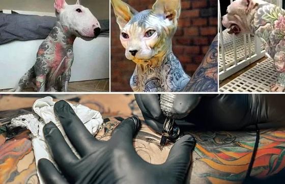 Nova lei criminaliza tatuagens e piercings feitos em cães e gatos apenas por estética; punição pode chegar a um ano de detenção