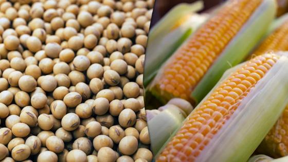 Brasil deve colher recorde de milho e soja, aponta Datagro.