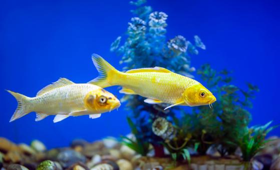 Brasil fecha acordo para exportar peixes ornamentais vivos ao Uruguai.