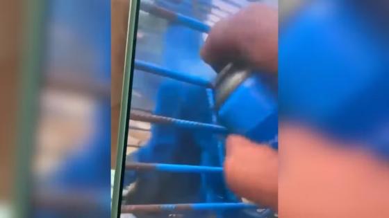 Homem que pintou macaco de azul é multado em R$ 17 mil em Minas Gerais