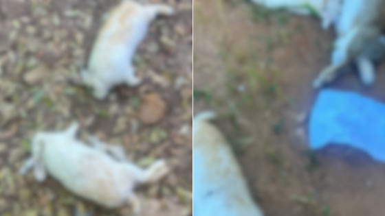 Mais de 25 coelhos são encontrados mortos na APAE: “recado está dado”.