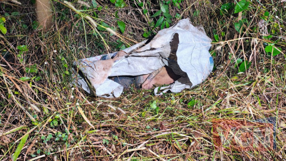 Dupla é encontrada morta na região de mata do Pedra 90.