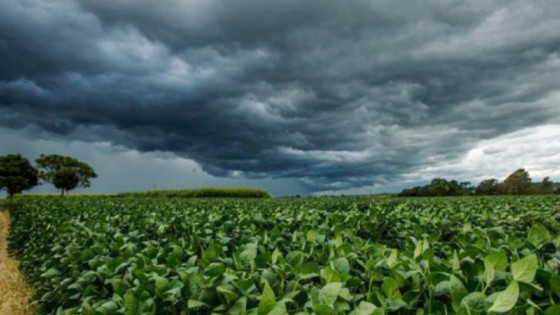 Chuvas irregulares e calor desafiam manejo agrícola no Estado.