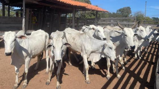 Fazendeiro é preso por receptar gado roubado em Cuiabá.