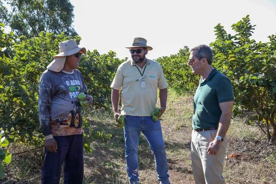DF arrecada mais de R$ 5 bilhões com agro, impulsionado por flores, frutas e pecuária