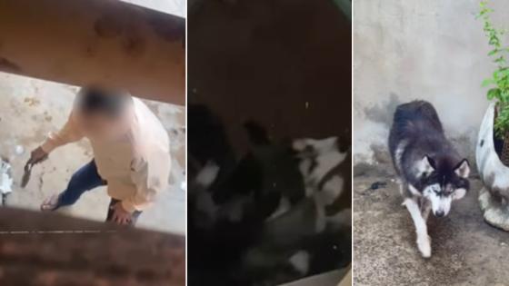 Husky é resgatado após ser agredido com cinto em VG.