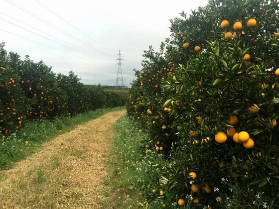 Governo endurece fiscalização para proteger pomares de laranja, limão e tangerina