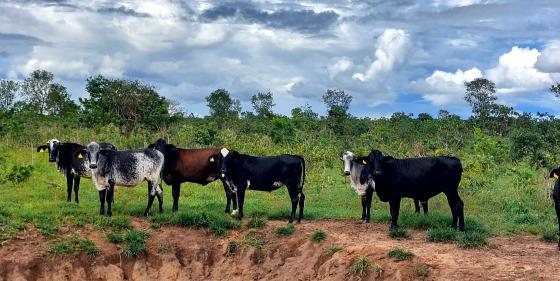  Transferência de embriões eleva produtividade e renda de pequenos produtores de leite em MT.