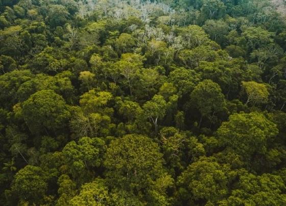 TJ mantém multa de R$ 87 mil e obriga fazendeiro a recuperar área desmatada na Amazônia