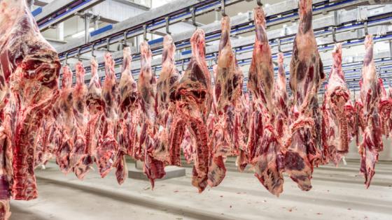 Frigoríficos recuam e arroba do boi cai com ameaça de tarifa dos EUA.