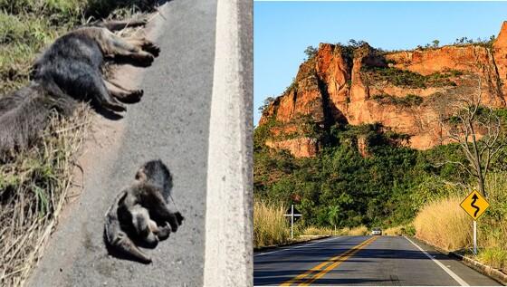 Fotógrafo flagra tamanduás atropelados e reacende debate sobre mortes de animais nas rodovias