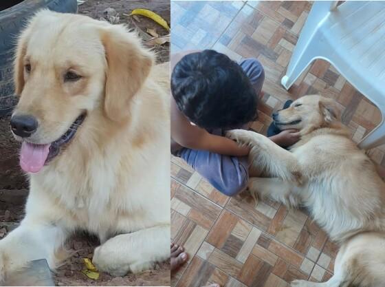 Cão da raça Golden Retriever desaparece após ser colocado em carroceria no Jardim Industriário II