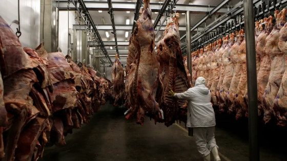 Frigoríficos paralisam produção de carne bovina por tarifaço de Trump.