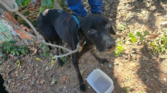 Polícia resgata cão em estado grave de maus-tratos em área dominada pelo Comando Vermelho em Várzea Grande