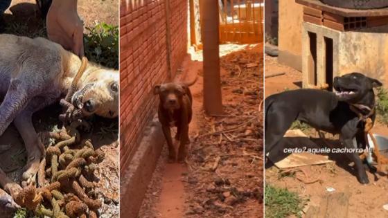 Tutor é detido após morte de cão em caso de maus-tratos em VG