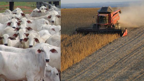 Setor agropecuário de MT teme prejuízos com tarifa de 50% dos EUA.