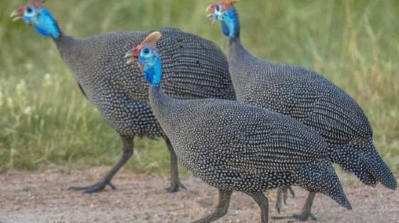 Galinha de Angola