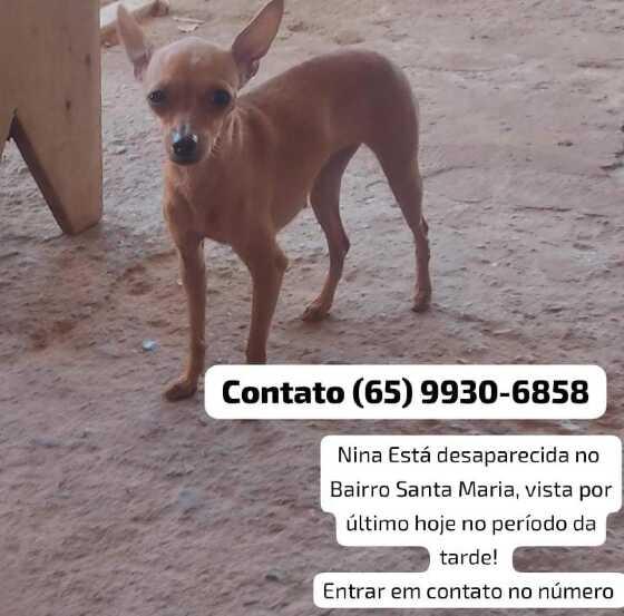 Família procura cadelinha pinscher desaparecida em Várzea Grande; crianças estão inconsoláveis