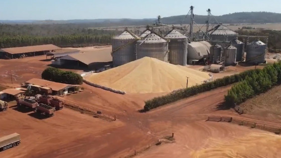 MT não tem onde guardar metade da safra de grãos e produtores recorrem ao milho a céu aberto.
