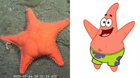 'É o Patrick': estrela-do-mar com 'bumbum' surpreende 