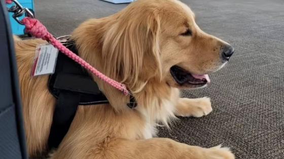 Cães de serviço antecipam crises e salvam vidas de pessoas com diabetes