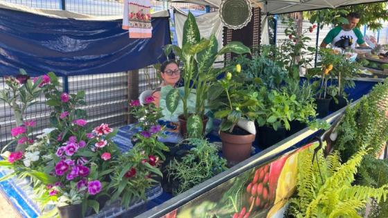 Feiras da agricultura familiar impulsionam renda em MT.