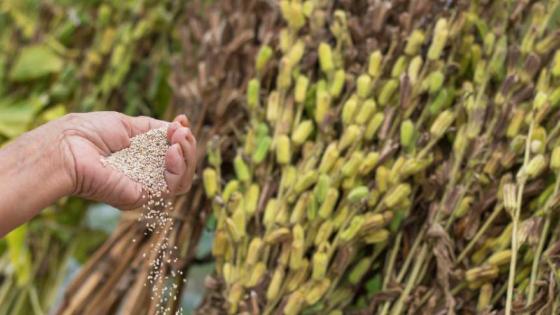Mato Grosso lidera exportações de gergelim à China.